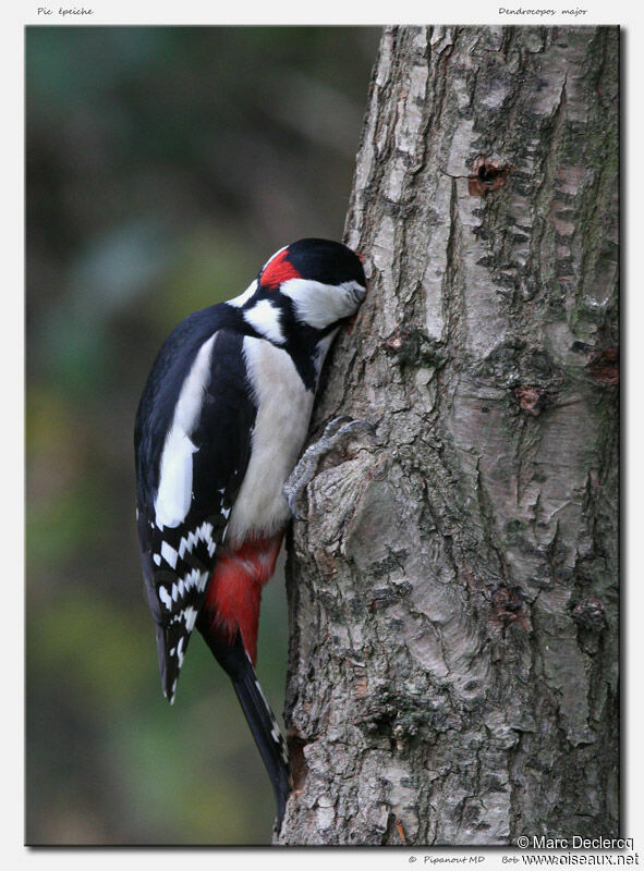 Great Spotted Woodpecker male, identification, Behaviour