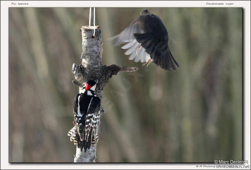 Great Spotted Woodpecker, identification, Behaviour
