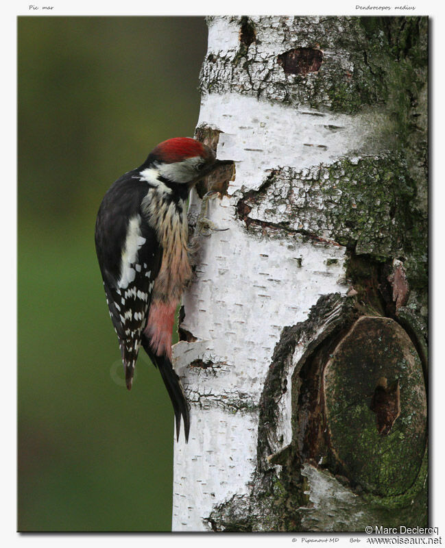 Middle Spotted Woodpecker, identification, Behaviour