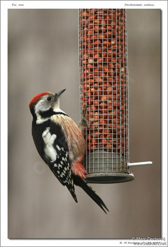 Middle Spotted Woodpecker male, identification, feeding habits