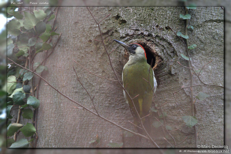 European Green Woodpecker, identification