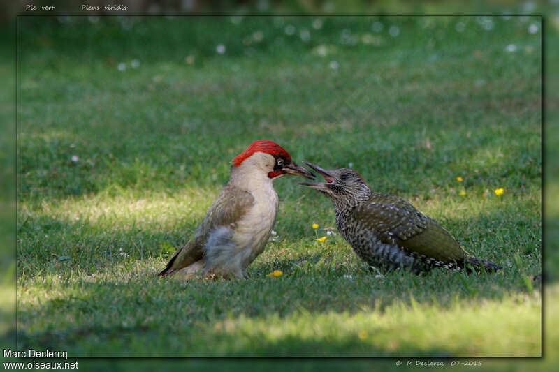 European Green Woodpecker, eats, Behaviour