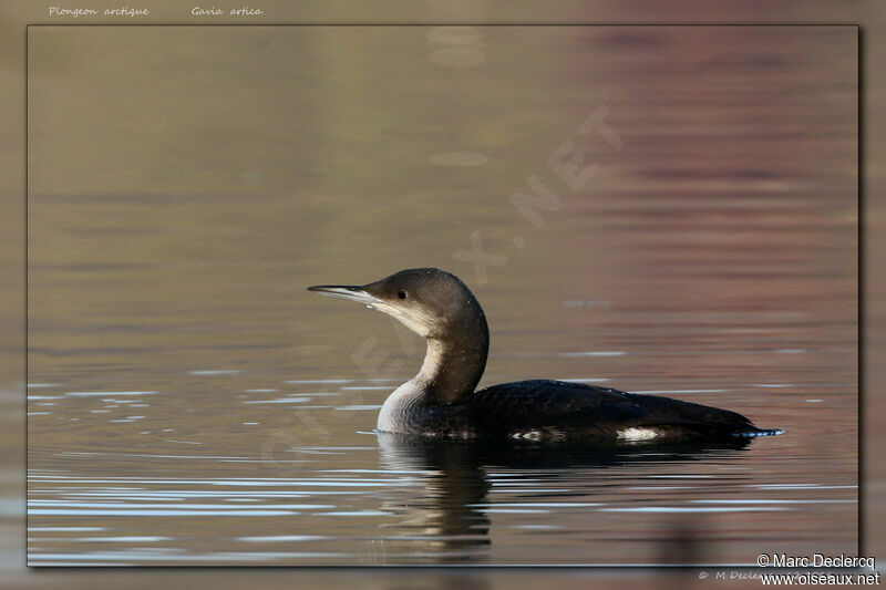 Black-throated Loon, swimming