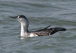Red-throated Loon