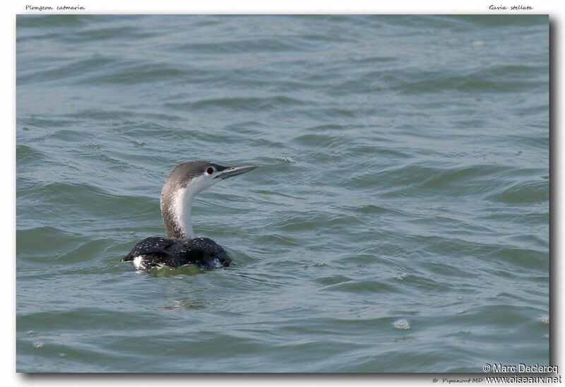 Red-throated Loon, identification
