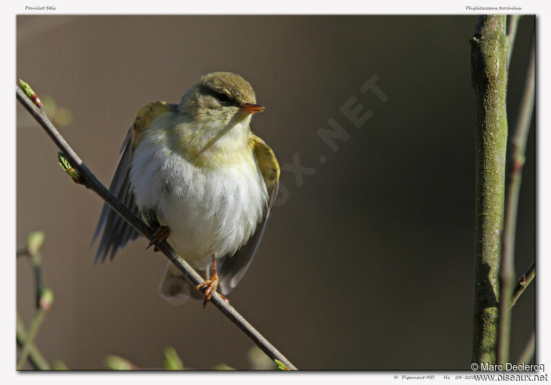 Willow Warbler male, identification, song, Behaviour