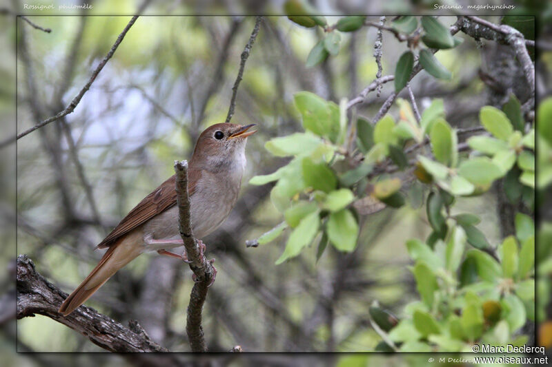 Common Nightingale, identification, song
