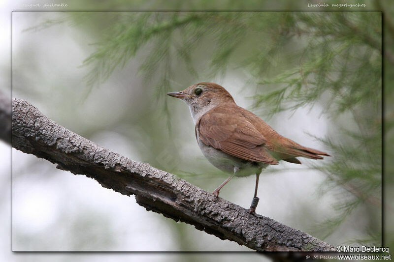 Common Nightingale, identification