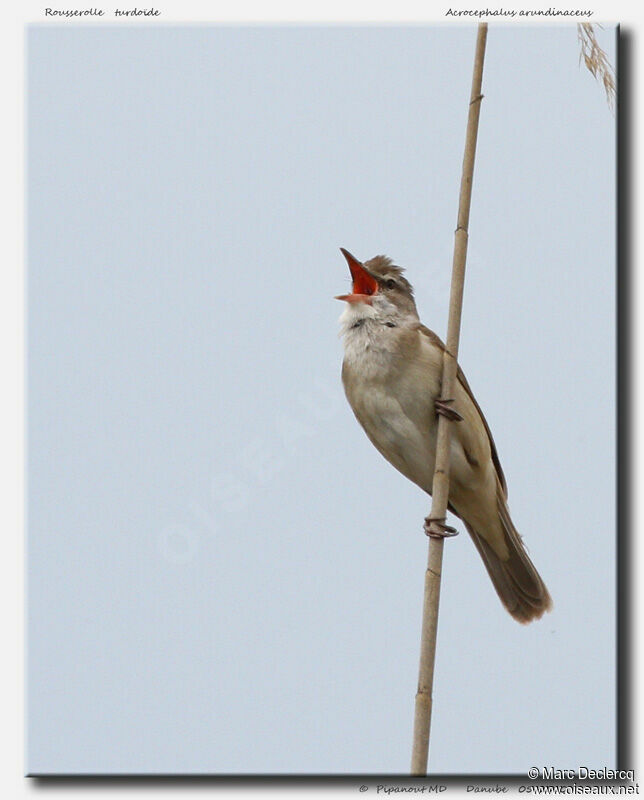 Great Reed Warbler, identification, song