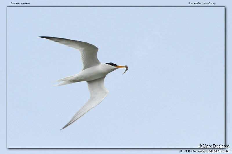 Little Tern, identification, Flight, feeding habits